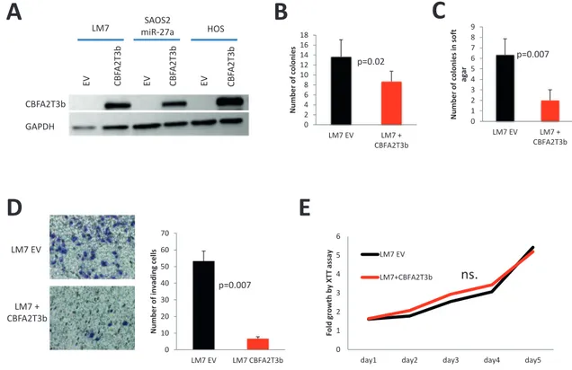 Figure 7: Effect of CBFA2T3 overexpression in LM7 cells.  (A) overexpression of myc-tagged CBFA2T3 in LM7, SAOS2-miR-