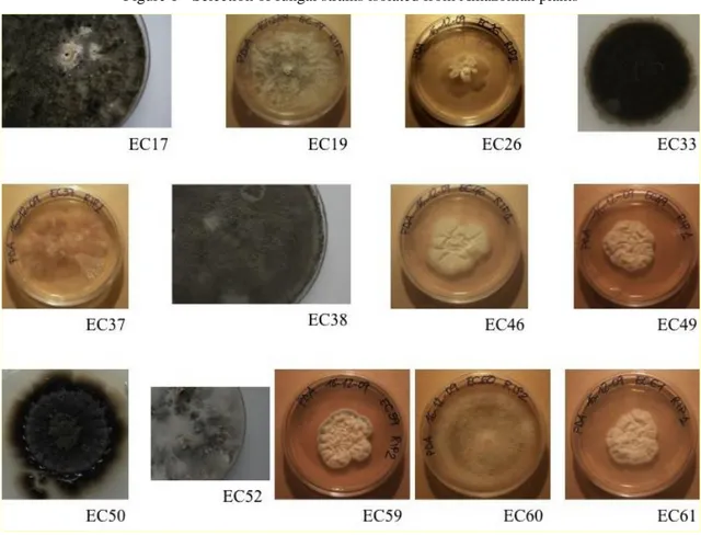 Figure 1 - Selection of fungal strains isolated from Amazonian plants  