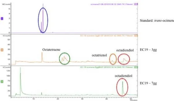 Figure 5 – Chromatograms of biotransformation of trans-ocimene obtained by EC19 strain, at 3 rd    and 7 th   day from inoculum 