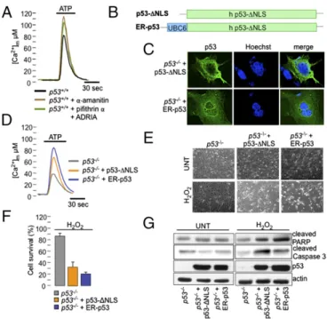 Fig. 5. p53 mutants cannot modulate the mitochondrial Ca 2+ response and thus apoptosis