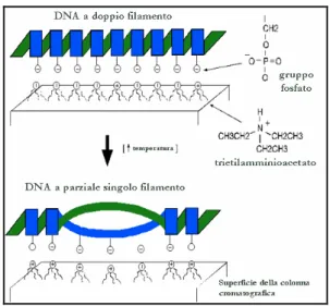 Figura 21:   Variabilità del tempo di ritenzione in frammenti di DNA 