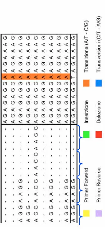 Figura 25:   Confronto tra le sequenze alleliche e la sequenza NCBI. In giallo sono evidenziate le 