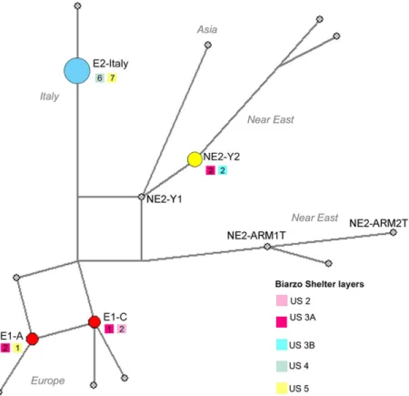 Figure 2.  Median joining network of Biarzo shelter mtDNA results integrated with previously reported  ancient and modern data