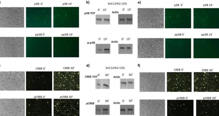 FIG 3 Intracellular pathway activation analysis in U937 and THP1 cell lines. U937 and THP1 cells were treated with 25 ␮M 3O-C 12 -HSL