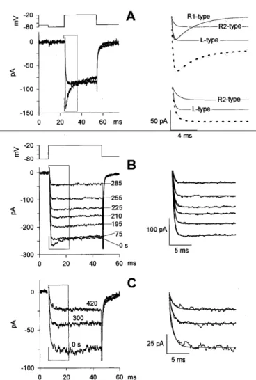Fig. 11. Ca 2+  current waveforms and typical rundown experiments.  A, After measuring the  leak resistance with a 15-ms hyperpolarization to -80 mV from the holding potential (-70  mV), the Ca 2±  current was elicited by a 30-ms depolarization to -20 mV