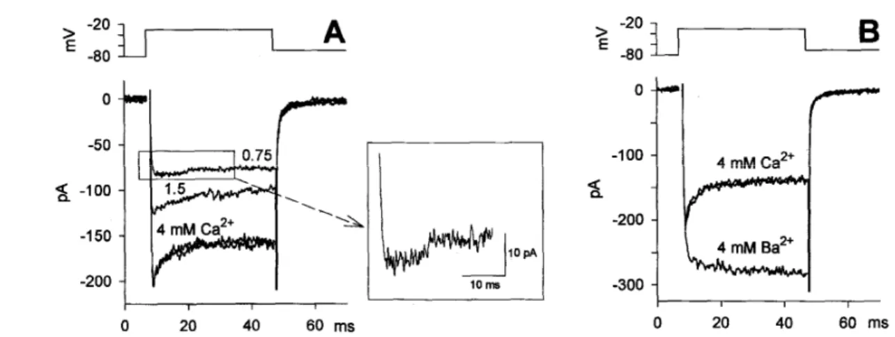 Fig. 12. Ca 2+ -dependent inactivation of Ca 2+  current. Voltage was stepped to -30 mV to  maximize the sag component