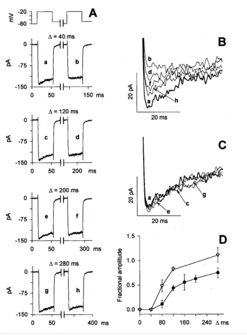 Fig. 13.  Kinetics of current recovery from inactivation. A, After measuring the leak resistance,  two consecutive 40-ms depolarizations to -20 mV were delivered, separated by 20, 100, 180,  and 260 ms interpulses to -70 mV (interpulse holding potential)