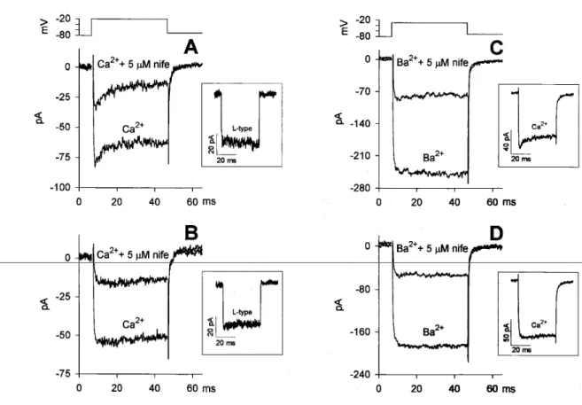 Fig. 14.  Effect of nifedipine on the Ca 2+  and Ba 2+  currents (in 4 different cells)