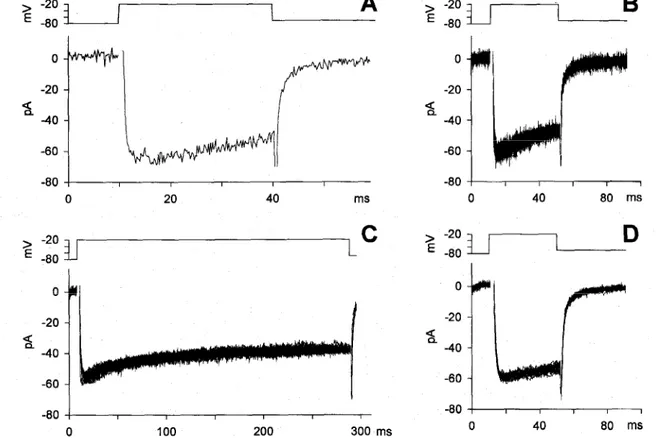 Fig. 18. Effect of intracellular perfusion of 2 U/ml calpastatin on the current amplitude and  waveform