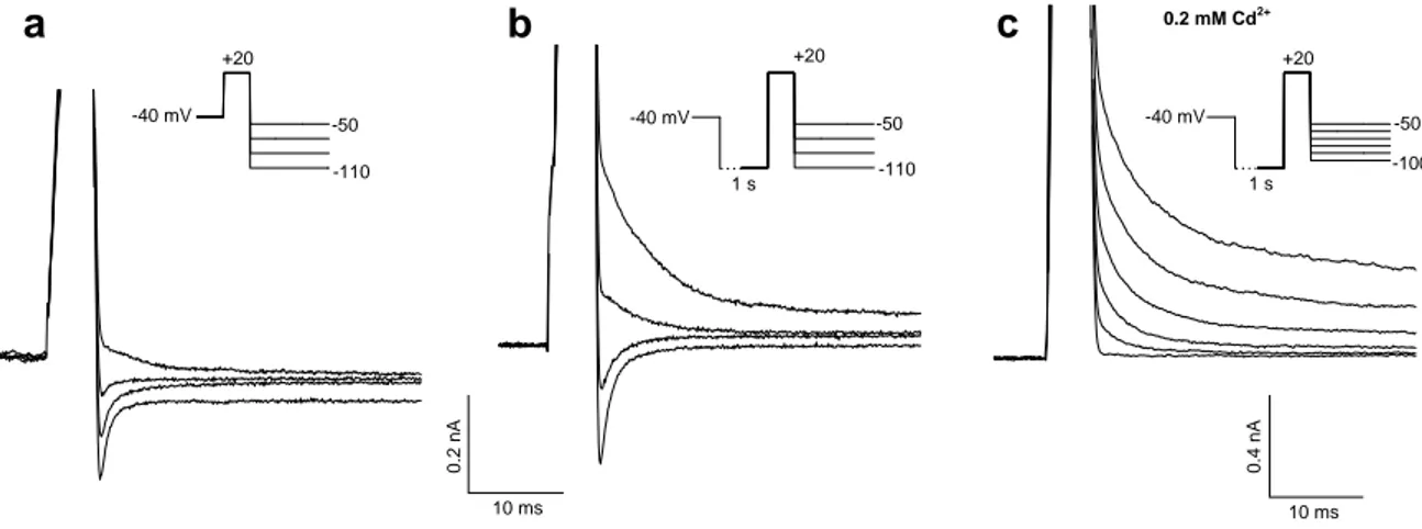 Fig. 22. Tail currents recorded in hair cells upon repolarising the membrane in the -50/- -50/-110 mV voltage range