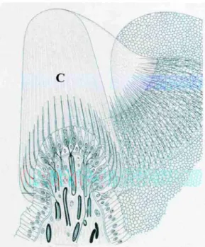 Fig. 4. Hair cells in the crista ampullaris. Note the hair bundles inserted into the cupula  (C)
