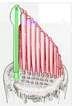 Fig. 5. Kinocilium (green) and stereocilia (red) inserted into the cuticular plate of the hair  cell