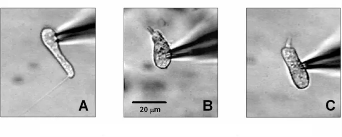 Fig. 7. Video recordings of three different hair cell type: A, club-like; B, pear-like; C,  cylinder-like hair cell