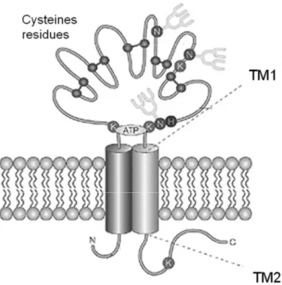 Figure 3. Structure of P2X receptor