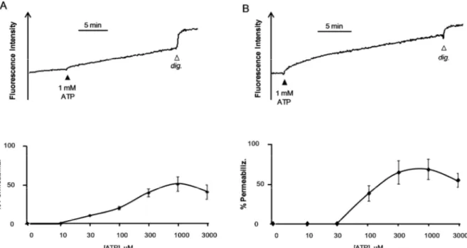 Figure 10. Ethidium Bromide uptake in MSC-1 and MSC-2 after stimulation with ATP.