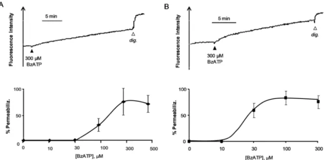 Figure 11. Ethidium Bromide uptake in MSC-1 and MSC-2 after stimulation with BzATP.