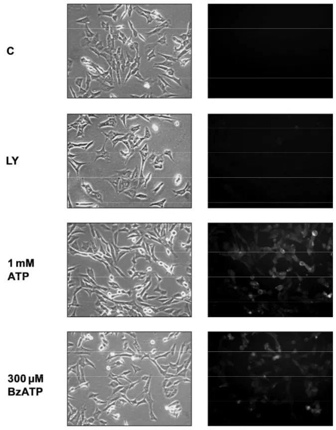 Figure 13. MSC-1 images in phase contrast and fluorescence.  