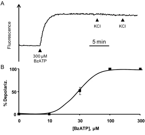 Figure 16. Plasma membrane depolarization induced by BzATP.  