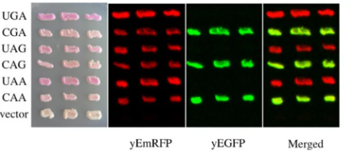Fig 3. Expression of YEpRG reporters in yeast. Yeast cells were transformed with plasmids of the YEpRG series based on the constructs depicted ( Fig 1B ) which are expressing the read-through cassettes indicated