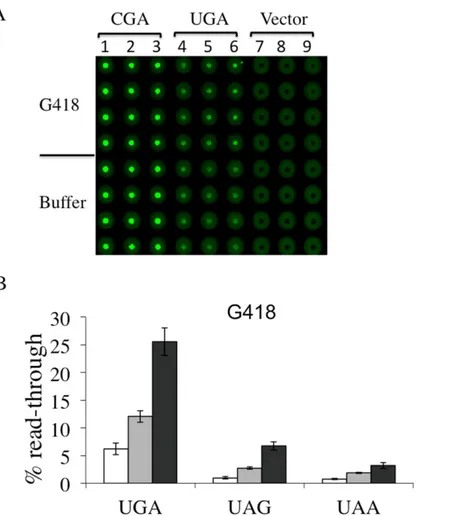 Fig 4. Read-through efficiency at UGA, UAG and UAA premature stop codons mediated by