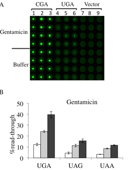 Fig 5. Read-trough efficiency at UGA, UAG and UAA premature stop codons mediated by Gentamicin