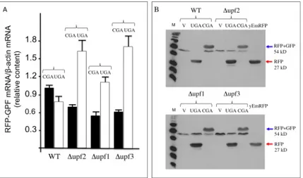 Fig 7. Expression products of the YepRG-UGA and YepRG-CGA reporters in the wild type and Δupf1, Δupf2 and Δupf3 strains
