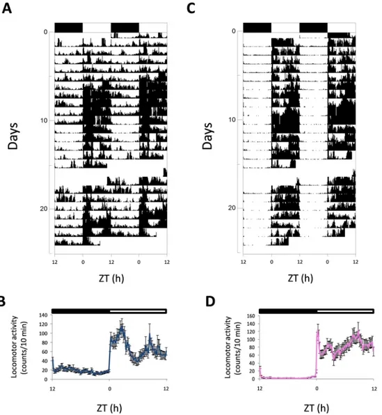 Fig 1. Representative actograms and mean waveforms of locomotor activity of zebrafish males (A, B) and females (C, D)