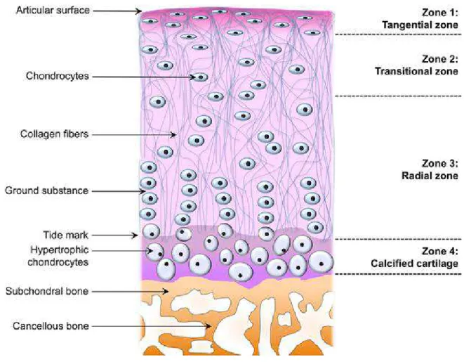 Figure 2: Zonal architecture in normal articular cartilage. 