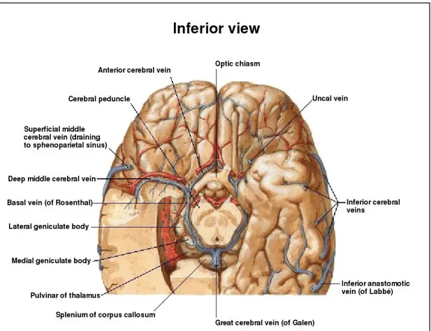 Fig. 1.6: Vene profonde e sottoependimali del cervello: dissezione, vista inferiormente