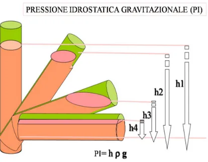 Fig. 2.2: Diversi condotti contenenti un liquido, posizionati a diverse altezze nello spazio subiscono pressione idrostatica diversa, che sarà massima a 90° e minima a 0°.