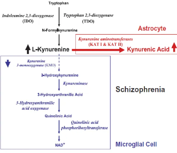 Figure 10. Kynurenine pathway in schizophrenia (Wonodi and Schwarcz, 2010). 