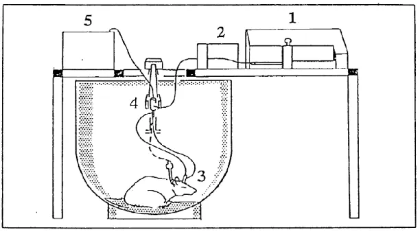 Figure  12.  Schematic  representation  of  the  experimental  protocol.  In  1  is  illustrated the microinfusion pump that is connected to a syringe selector as shown  in 2, perfusing in the probe represented by 3