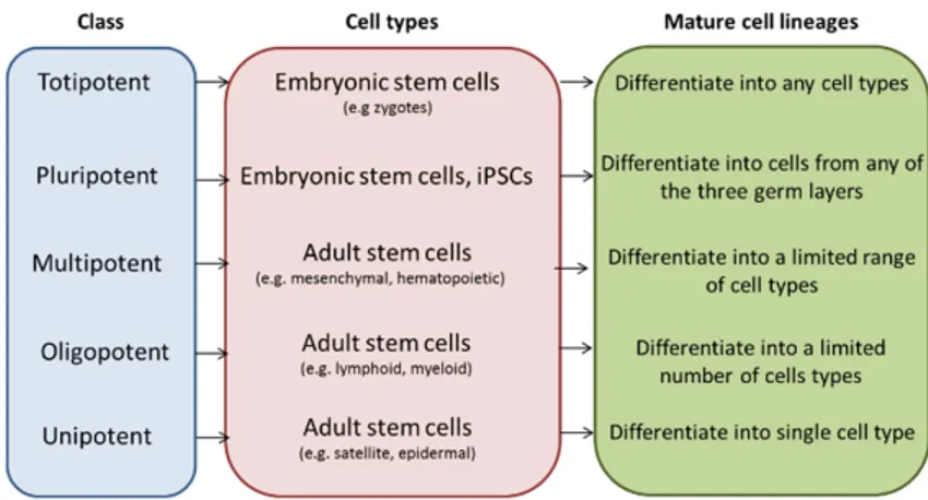 Figure 1. Classification of stem cells. Stem cells can be classified according to their plasticity in: Totipotent 