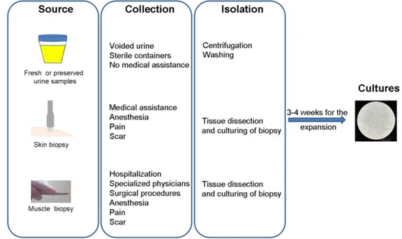 Figure 2. Schematic overview of three methodological procedures for cell isolation from different 