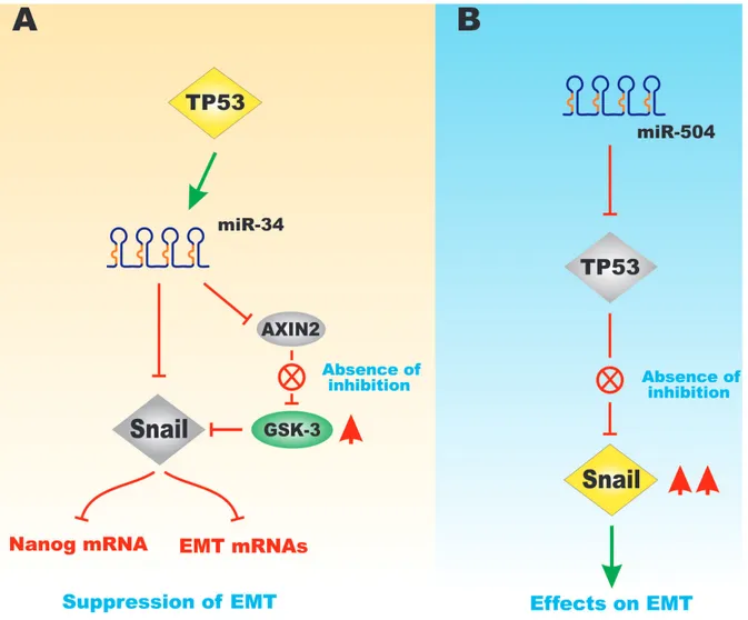 Figure 9: Effects of miR-34 and miR-504 on TP53-Regulated GSK-3 and Snail Expression.  Panel  A