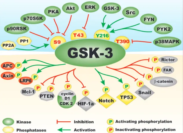 Figure 1: Regulation of GSK-3 Activity by Kinases and Phosphatases and Types of Substrates of GSK-3