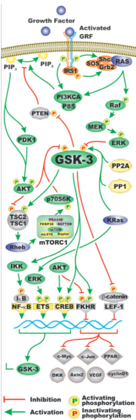 Figure 2: Regulation of GSK-3 Activity by Growth Factor Signaling.  Two pathways activated by growth factors include  the PI3K/PTEN/Akt/mTORC1 and Ras/Raf/MEK/ERK signaling pathways
