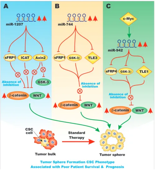 Figure 5: Overview of the Effects of miRs on sFRP Genes and Pathways Involved in EMT.  Various miRs can influence the  expression of key genes involved in EMT