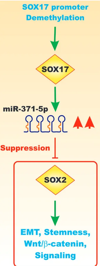 Figure 6: Effects of Sox17 on miR-371-5q Expression and EMT.  Upon demethylation of the Sox17 gene promoter region, the  Sox17 transcription factor is expressed that can induce the transcription of the miR-371-5q miR that can in turn suppress Sox2 and othe