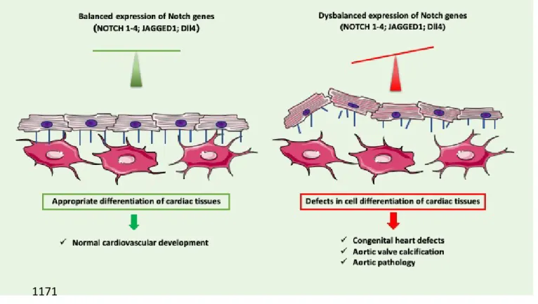 Figure 2: Fine-tuned expression of Notch component genes is necessary for the proper maintenance of vessel walls and cardiac tissues