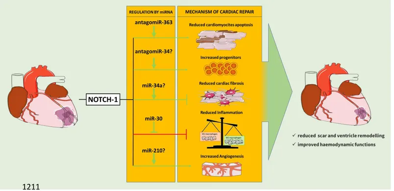 Figure 4: Notch in cardiac remodelling following myocardial infarction. 