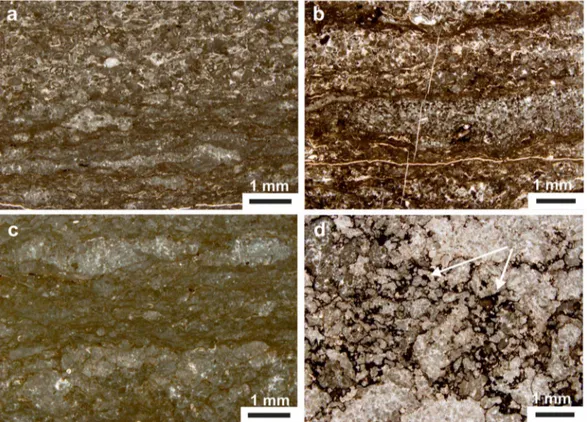 Figure 4. Selected thin section images of the laminated facies. (a, b) Wrinkly laminations with micropeloidal clotted layers with wisps of organic ‐rich, millimeter‐thick laminae and rare skeletal debris alternating to coarser detrital layers with small mi