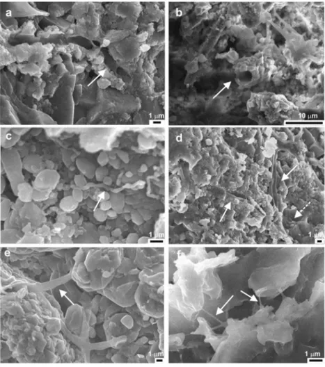 Figure 5. Scanning electron microscopy photomicrographs of the laminite facies showing (a) cyanobacteria trichome (arrow), (b) mineralized sheaths of ﬁlamentous cyanobacteria (arrow), (c) spirulina‐like microorganism (arrow), (d) microbial ﬁlaments (arrows