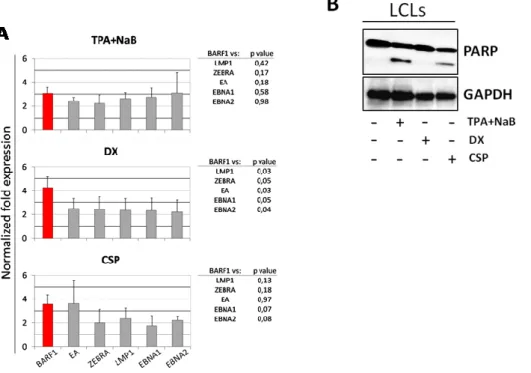 Figure 4. A. DX treatment specifically enhancesBARF1 expression. qRT-PCR on EBV lytic and latent 
