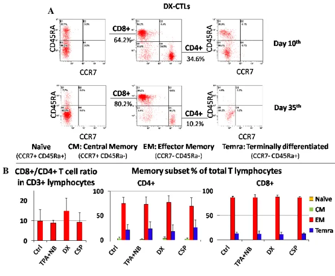 Figure 5. DX-treated LCLs do not affect CTLs differentiation phenotype. A. Differentiation (memory) 