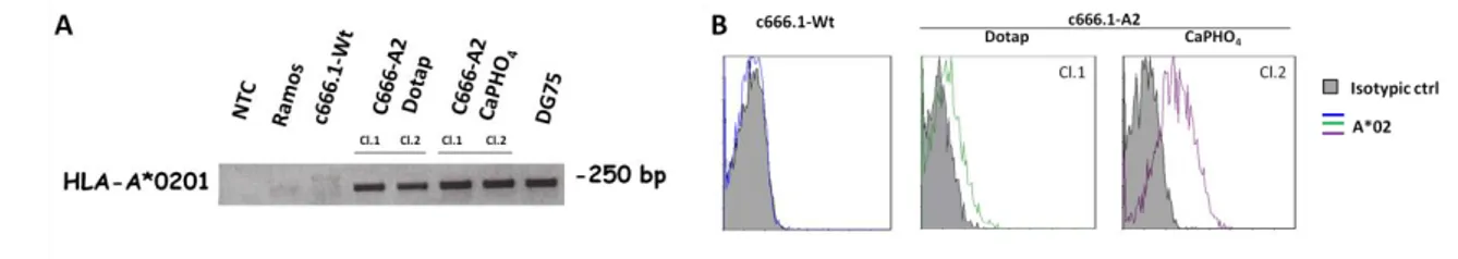 Figure 7. A. c666.1-A2 cells stably express HLA-A*0201. HLA-A*0201 gene expression was assessed by 