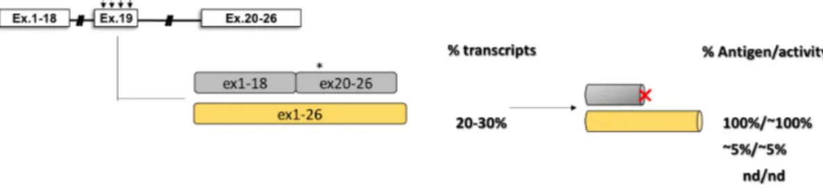 Figure 7. U1-mediated rescue in hemophilia A. Hemophilia A model caused by multiple nucleotide 603 