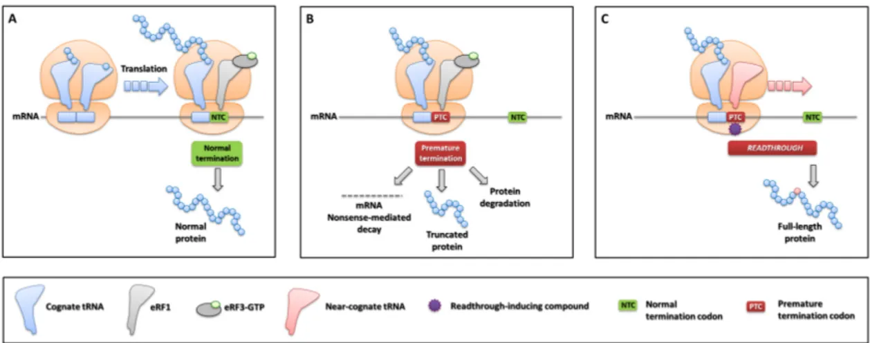 Figure 8.  Translation termination and readthrough-mediated PTC suppression. (A) Normal 717 