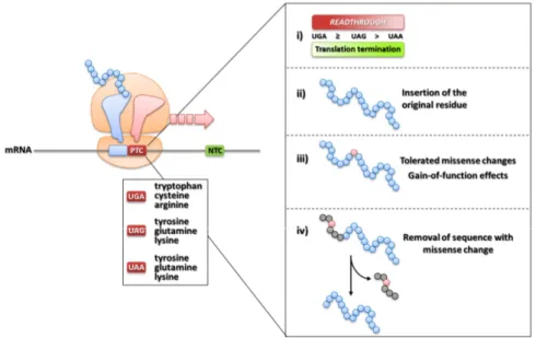 Figure 9. Amino acid insertions and productive protein outputs arising from readthrough