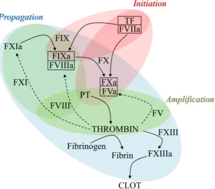 Figure 1. The series of enzymatic reactions in the coagulation cascade. Schematic representation of 56 